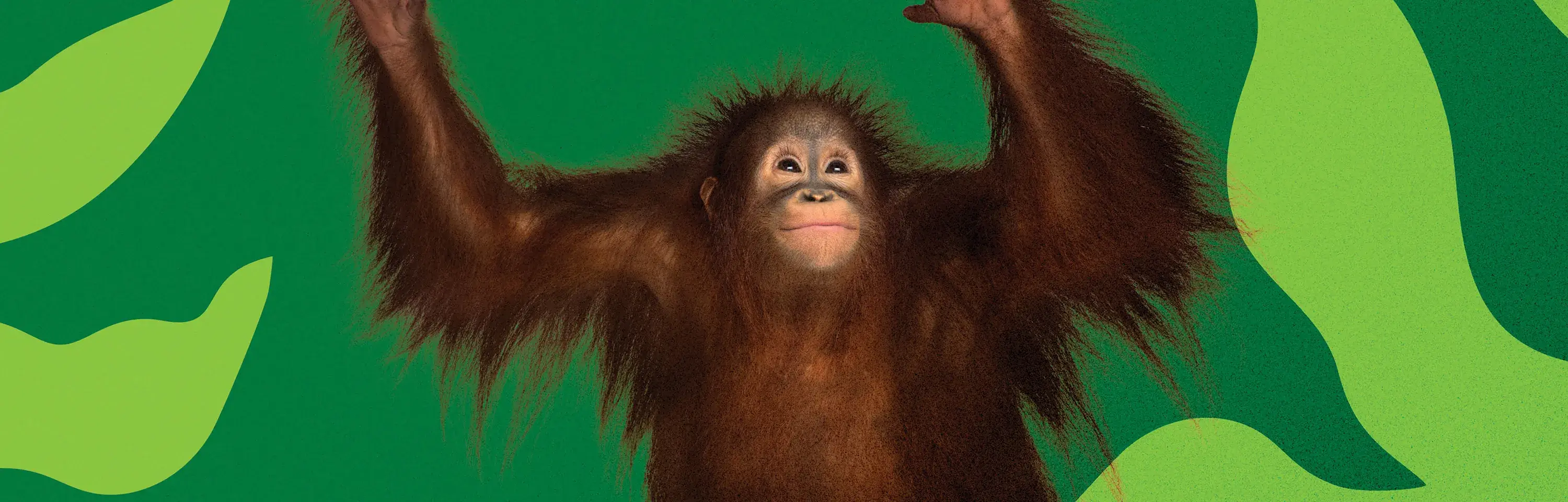 A composite image of an Orangutan against a dark green background with light green swirl lines used for the WWF-Australia Win For Wildlife lottery campaign.