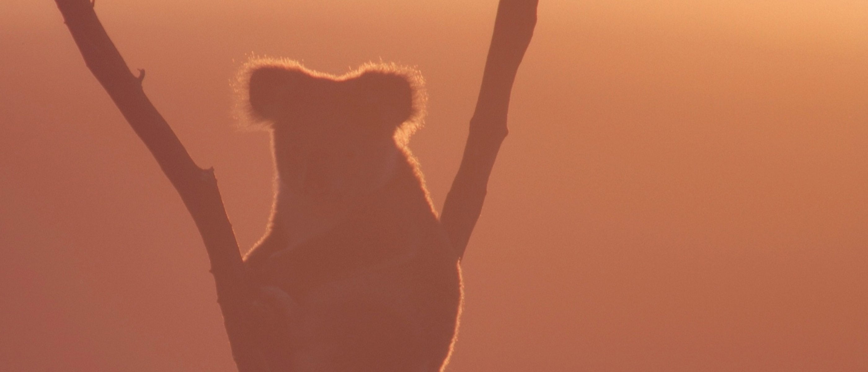 A dusty red shaded silhouette of a koala sitting in the fork of a tree. © Shutterstock / WF / WWF