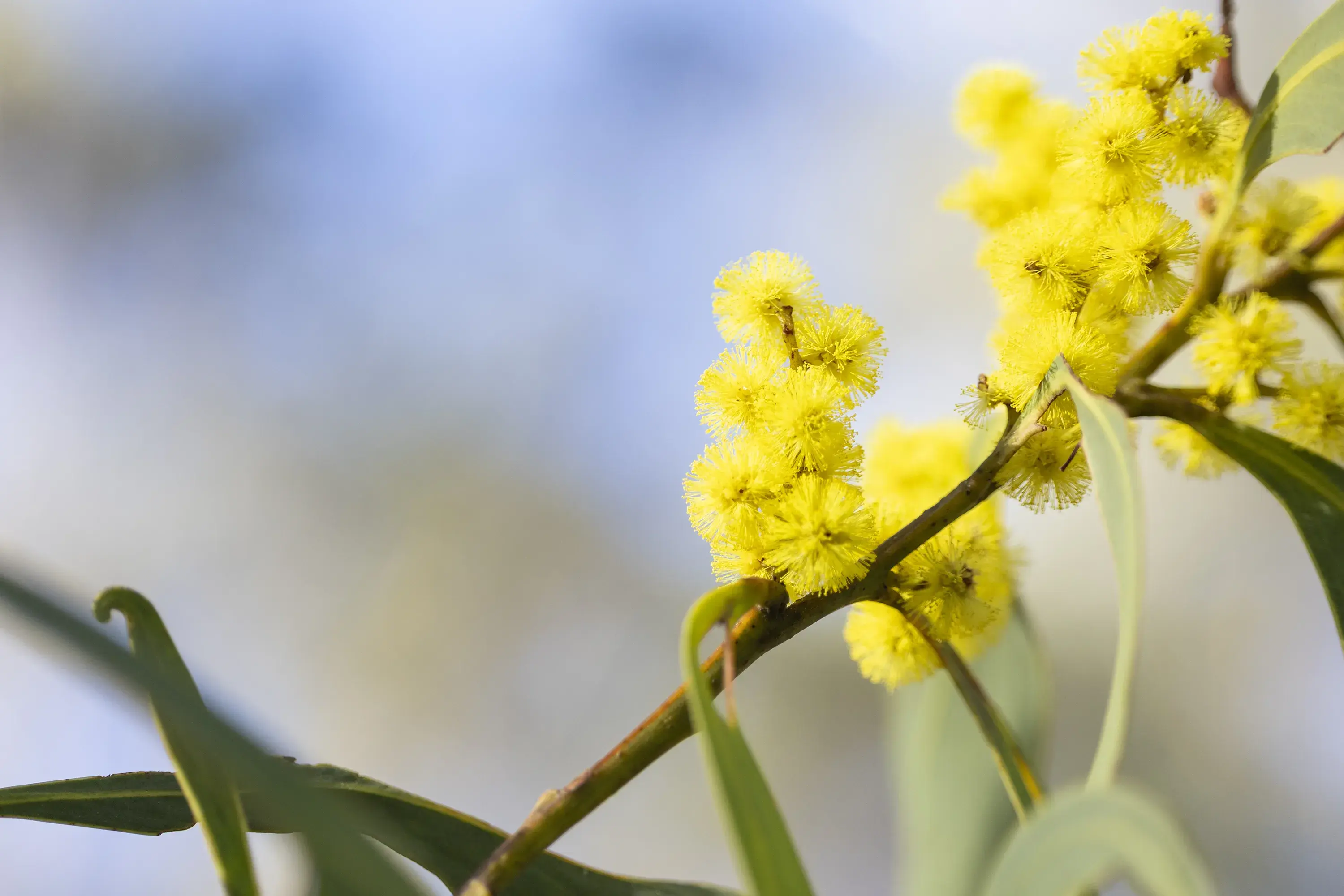 A close up image of Acacia pycnantha (wattle) in Glenbog State Forest, NSW.