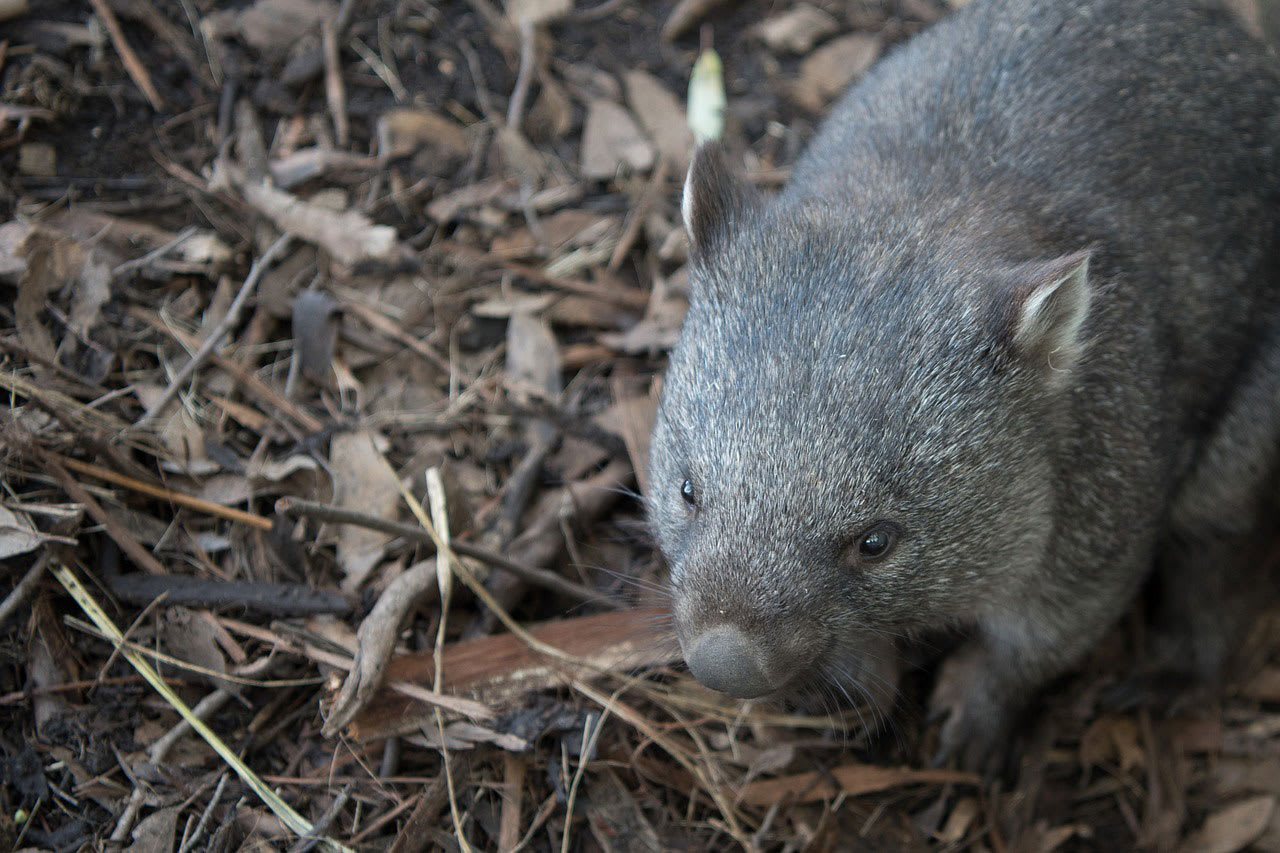 img-wombat-marsupial-1000px