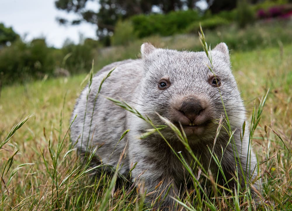 img-wombat-on-lungtalanana