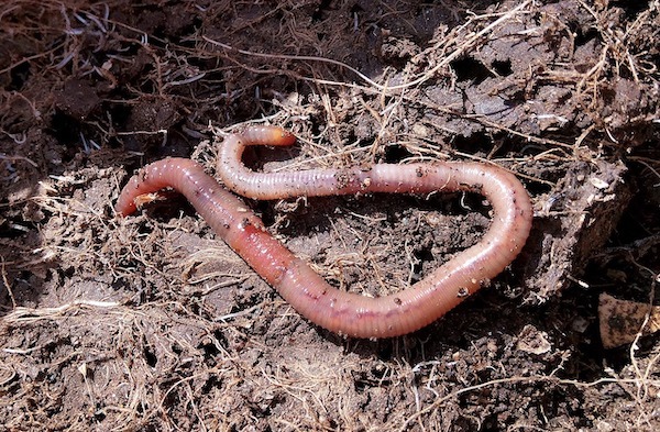 Earthworm